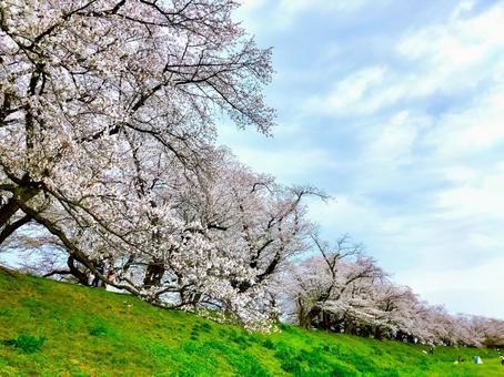 桜並木 桜,花,満開の写真素材