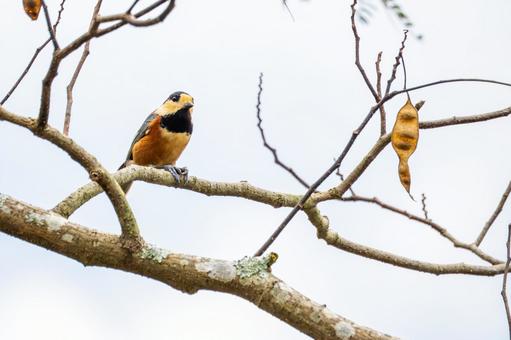ヤマガラ(39)の写真
