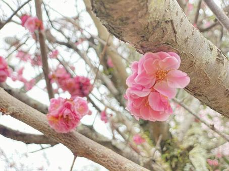 花 花の写真