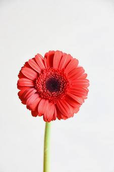 オレンジ色のガーベラ オレンジ色のガーベラの写真