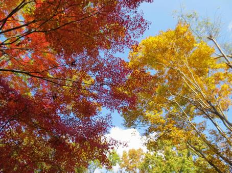 紅葉 紅葉 紅葉,秋,赤の写真素材