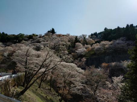 Photo, nara prefecture, yoshino town, yoshinoyama, 