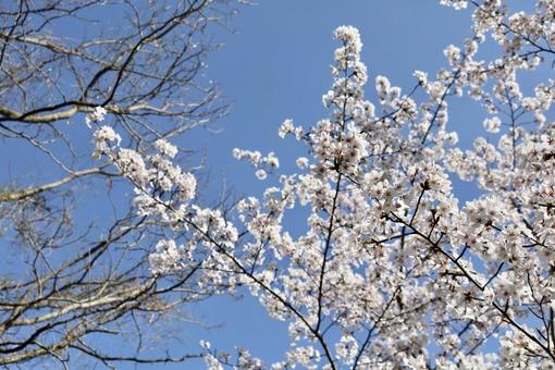 見上げた桜の写真