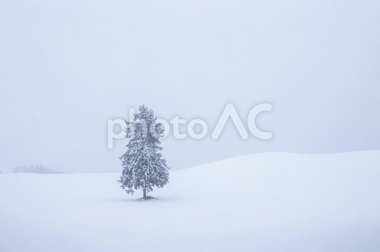 雪に耐えて佇む大樹 もや,メルヘン,一本の樹の写真素材