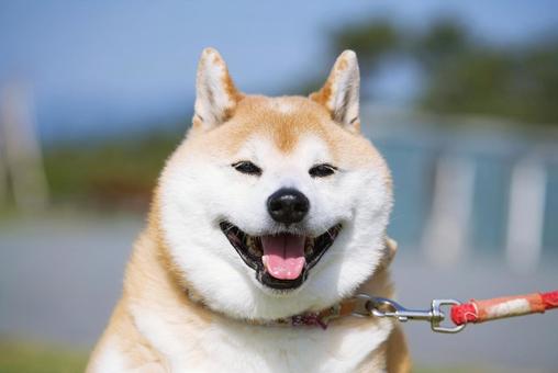 柴犬のポートレート 犬,柴犬,天然記念物の写真素材