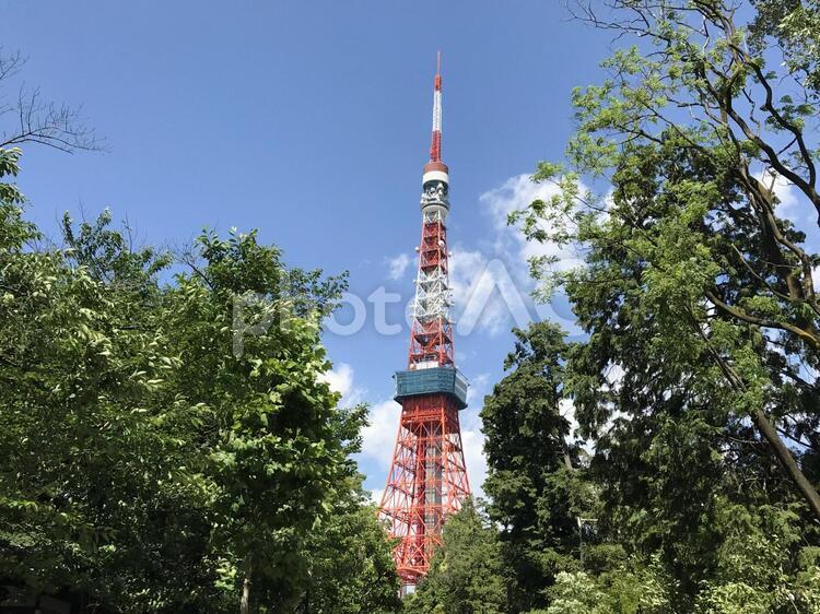 東京タワーと新緑 東京タワー,港区,タワーの写真素材