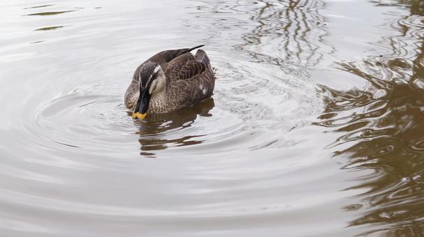 水に浮かぶ鳥 水に浮かぶ鳥の写真