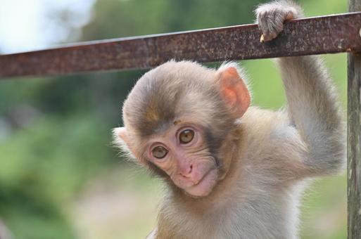 ニホンザル ニホンザルの写真