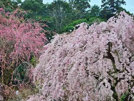 桜 2023 桜 2023の写真