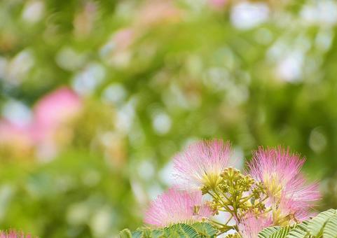 Silk tree flower, JPG Silk tree flower, JPG