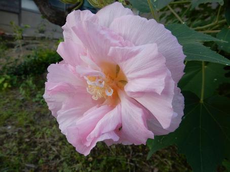 【花の写真】スイフヨウの花 【花の写真】スイフヨウの花の写真