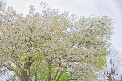 桜 桜の写真