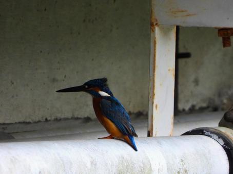 Photo, kingfishers, bird, birds, 