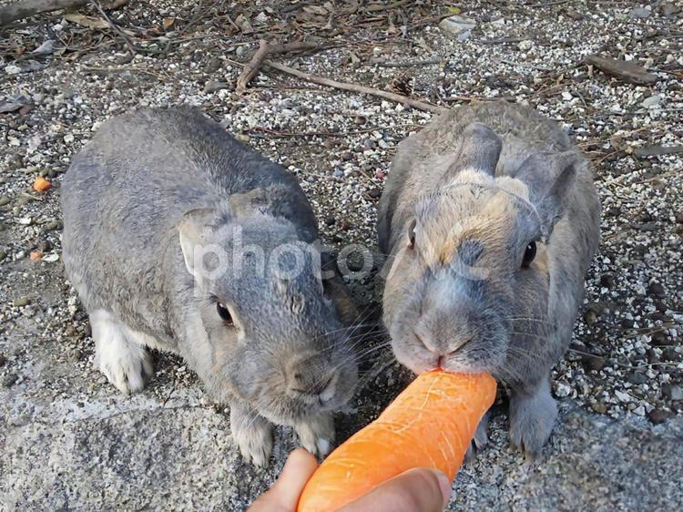 食事中のうさぎ うさぎ,ウサギ,兎の写真素材