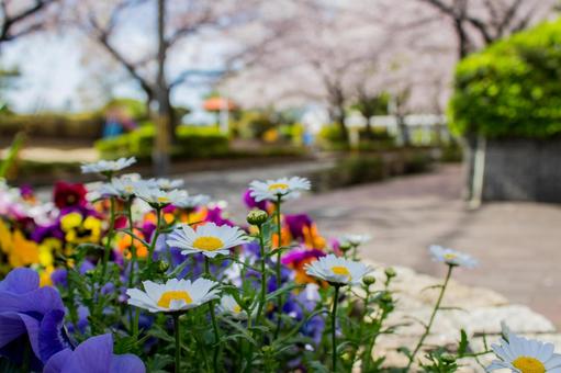 spring, cherry blossoms, natural, flower, JPG