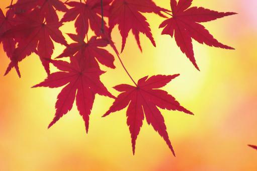 Autumn colors, JPG Autumn colors, autumn leaves, yellow leaves, red, JPG