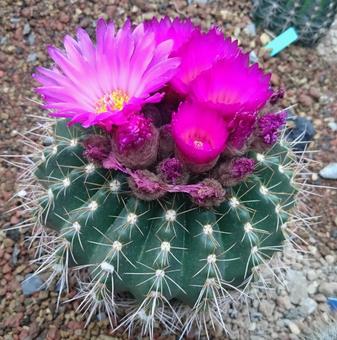 サボテンの花 ノトカクタス・パロディア属 サボテンの花 ノトカクタス・パロディア属 サボテン,花,ノトカクタスの写真素材