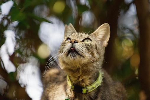 Cat looking up at the sky, JPG
