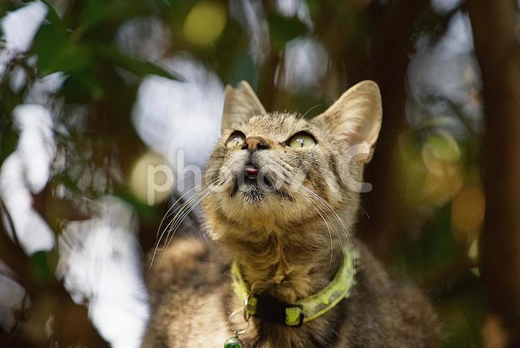 空を見上げる猫 猫,野良猫,見上げるの写真素材
