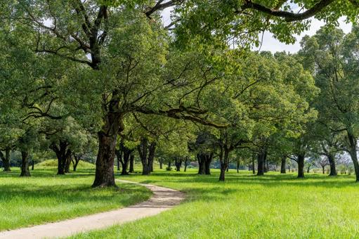 緑豊かな公園 緑豊かな公園 木,緑,樹木の写真素材