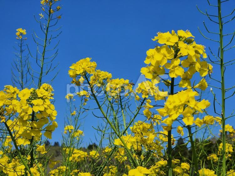 晴れた日の菜の花(横) 菜の花,アブラナ,花の写真素材