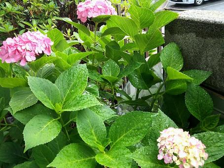 雨の紫陽花 雨の紫陽花の写真