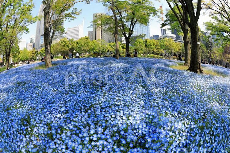 日比谷公園のネモフィラ ネモフィラ,ネモフィラブルー,花の写真素材
