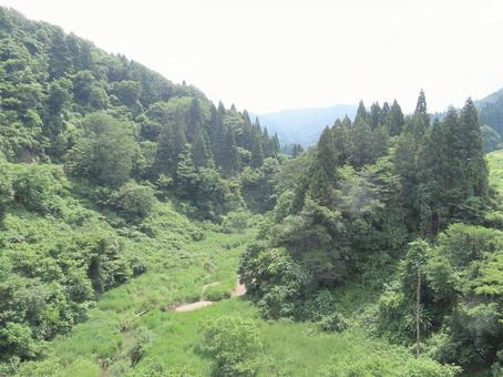 森林 森,森林,ジャングルの写真素材