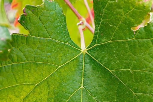 大きな葉っぱ 大きな葉っぱ 花,植物,材料の写真素材