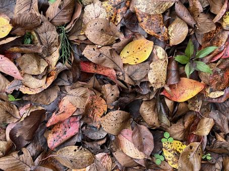 落ち葉 落ち葉,落葉,枯れ葉の写真素材