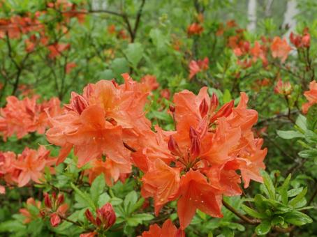 霧の白樺林とレンゲツツジ 霧の白樺林とレンゲツツジの写真