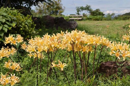 黄色いヒガンバナ 黄色いヒガンバナ ヒガンバナ,彼岸花,曼殊沙華の写真素材
