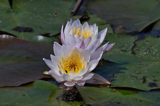 Water lily flower, JPG Water lily flower, JPG