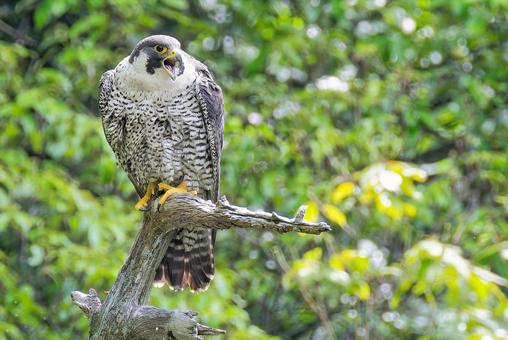 止まり木で鳴くハヤブサ 止まり木で鳴くハヤブサの写真