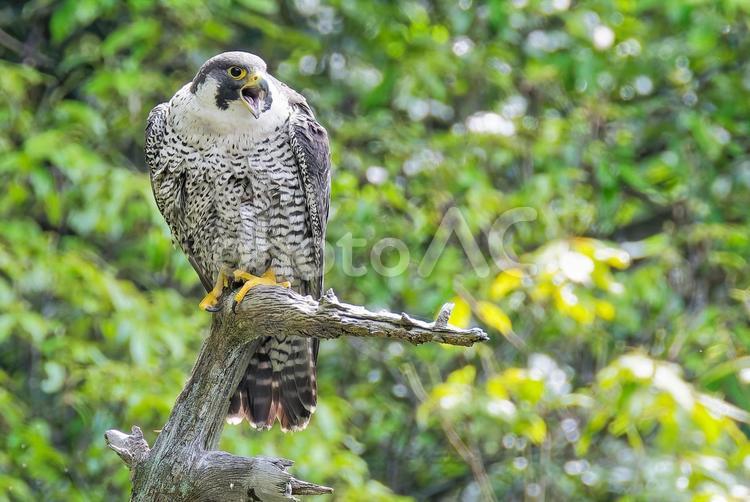 止まり木で鳴くハヤブサ ハヤブサ,隼,ファルコンの写真素材