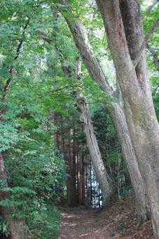 秘密の森 秘密の森 木,自然,山道の写真素材