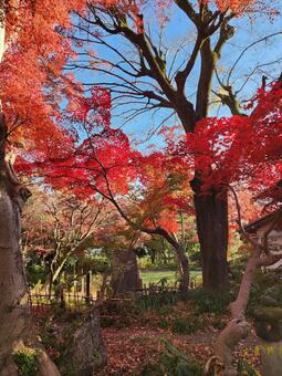 もみじ 木,風景,自然の写真素材