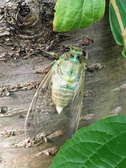 Cicadas emerging from their shells, JPG