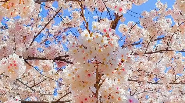 Cherry blossoms and blue sky 6, JPG