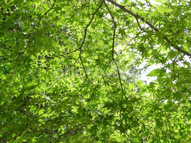 木漏れ日 自然,木,緑の写真素材