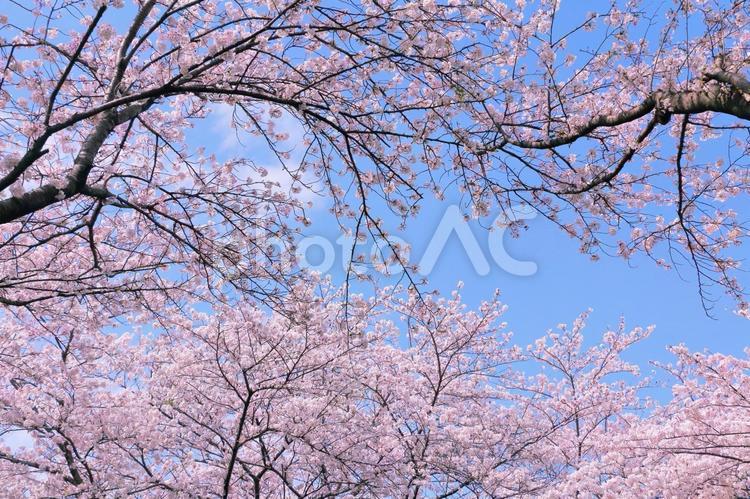 桜の背景 桜,桜並木,春の写真素材