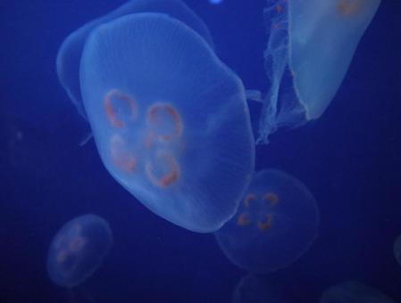 くらげ くらげの写真