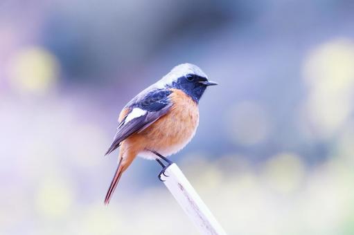 菜の花の黄色い背景とジョウビタキ 菜の花の黄色い背景とジョウビタキ 鳥,ジョウビタキ,春の写真素材