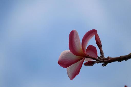 青空とピンクのプリメリアの花の咲く枝 青空,ピンク,プリメリアの写真素材