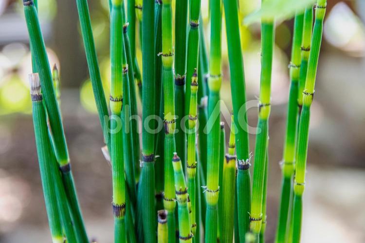 トクサ トクサ,観葉植物,茎の写真素材