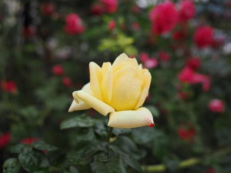 バラ園で黄色い薔薇を撮りました バラ園で黄色い薔薇を撮りましたの写真