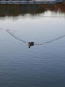 水面に広がる波紋と一羽のカモ アヒル,カモ,水鳥の写真素材