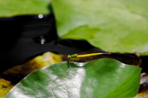 Photo, dragonfly, key dragonfly, insect, 