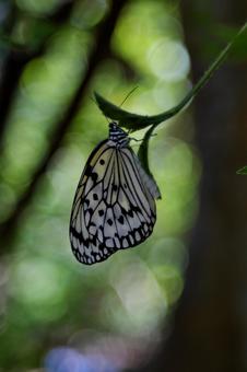 Idea leuconoe in the light⑤, JPG Idea leuconoe in the light⑤, JPG