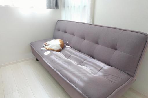 ソファと猫_09 ソファと猫_09 猫画像,ねこ写真,ソファの写真素材